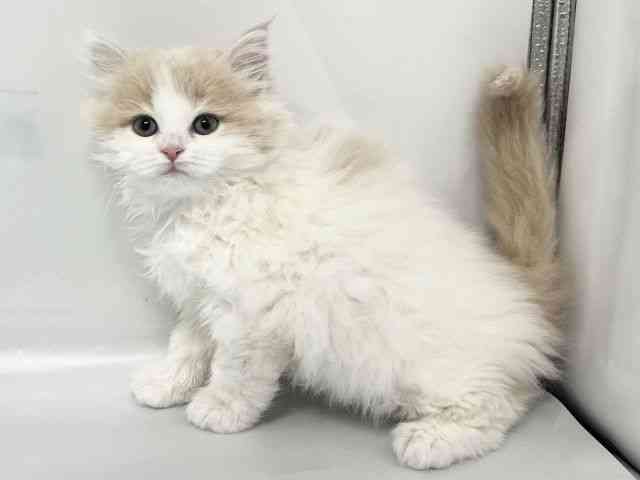京都府のサイベリアン (ひごペットフレンドリー京都店/2026年1月23日生まれ/女の子/クリームタビーホワイト)の子猫の3枚目の画像