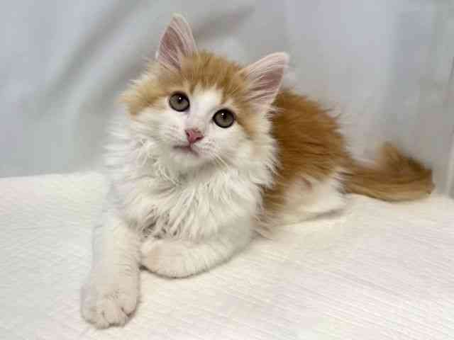 大阪府のノルウェージャンフォレストキャット (ひごペットフレンドリー堺プラットプラット店/2026年1月23日生まれ/女の子/レッドタビーホワイト)の子猫の3枚目の画像