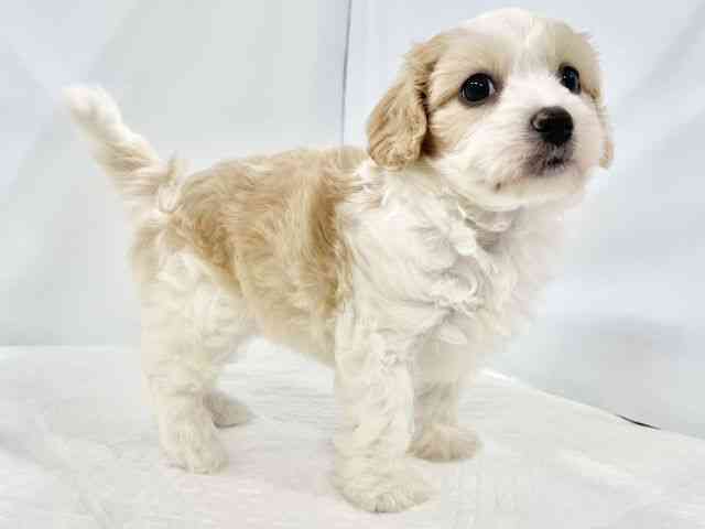 高知県のハーフ犬・ミックス犬 (ひごペットフレンドリーイオンモール高知店/2026年1月25日生まれ/女の子/ホワイトクリーム)の子犬の3枚目の画像