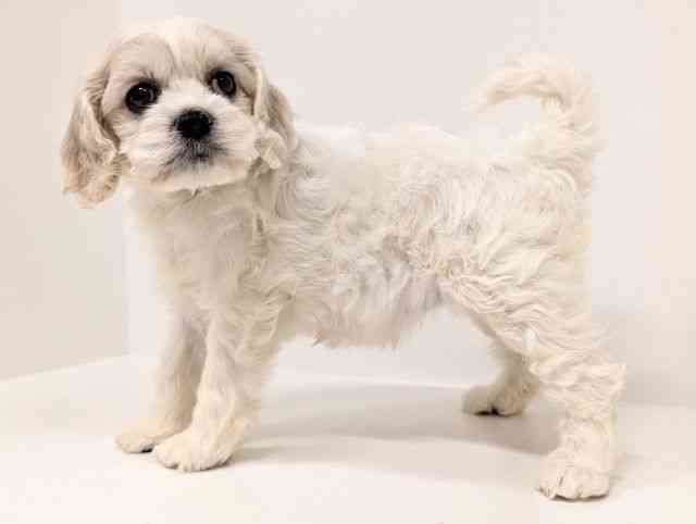 福岡県のハーフ犬・ミックス犬 (ひごペットフレンドリーリバーウォーク北九州店/2026年1月25日生まれ/女の子/ホワイトブラック)の子犬の3枚目の画像