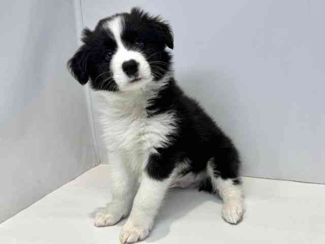 大阪府のボーダーコリー (ひごペットフレンドリーセブンパーク天美店/2026年1月23日生まれ/男の子/ブラックホワイト)の子犬の3枚目の画像