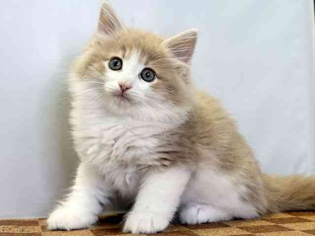 愛媛県のサイベリアン (ひごペットフレンドリーエミフルMASAKI店/2026年1月25日生まれ/男の子/クリームタビーホワイト)の子猫の3枚目の画像