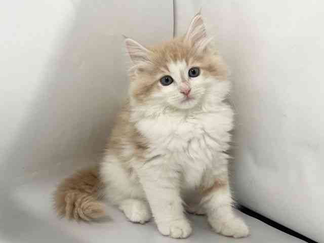 京都府のノルウェージャンフォレストキャット (ひごペットフレンドリー京都店/2026年1月25日生まれ/男の子/クリームタビーホワイト)の子猫の3枚目の画像
