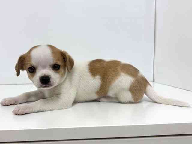 大阪府のチワブル(チワワ×フレンチブルドッグ) (ひごペットフレンドリーベルファⅡ都島店/2026年1月23日生まれ/女の子/レッドホワイト)の子犬の3枚目の画像