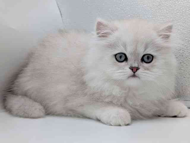 香川県のペルシャ (ひごペットフレンドリーゆめタウン高松店/2026年1月25日生まれ/男の子/チンチラシルバー)の子猫の3枚目の画像
