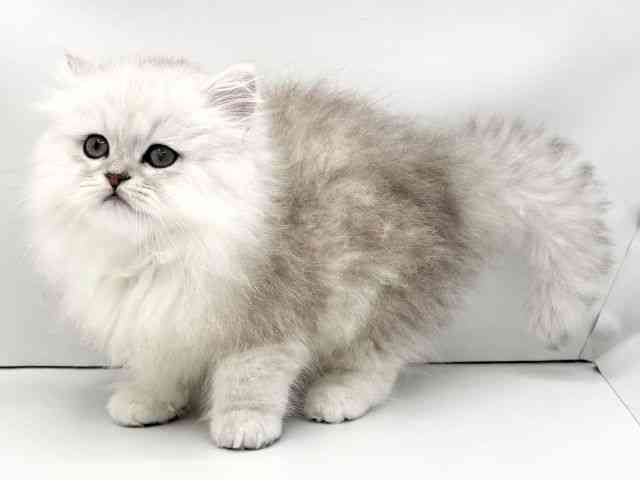 兵庫県のペルシャ (ひごペットフレンドリークラウンパーク伊丹店/2026年1月25日生まれ/男の子/チンチラシルバー)の子猫の3枚目の画像