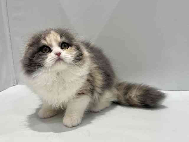 大阪府のスコティッシュフォールド (ひごペットフレンドリーセブンパーク天美店/2026年1月17日生まれ/女の子/ダイリュートキャリコ)の子猫の3枚目の画像
