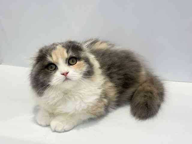 大阪府のスコティッシュフォールド (ひごペットフレンドリーセブンパーク天美店/2026年1月17日生まれ/女の子/ダイリュートキャリコ)の子猫の3枚目の画像