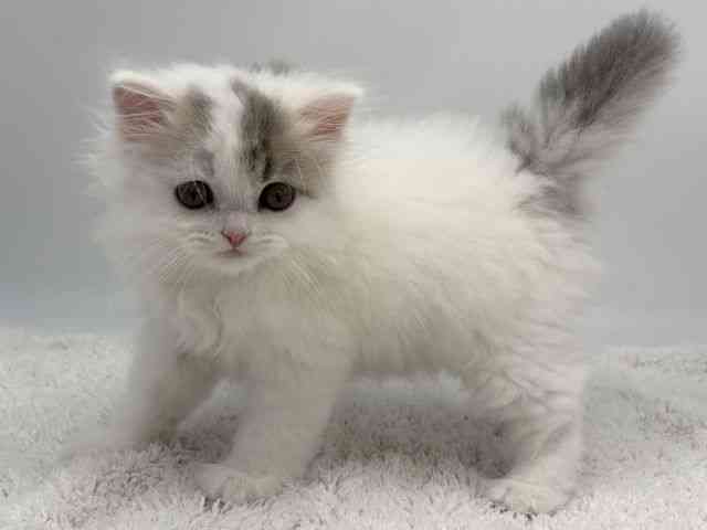 島根県のスコティッシュフォールド (ひごペットフレンドリーイオンモール出雲店/2026年1月25日生まれ/男の子/ブルータビーホワイトバン)の子猫の3枚目の画像