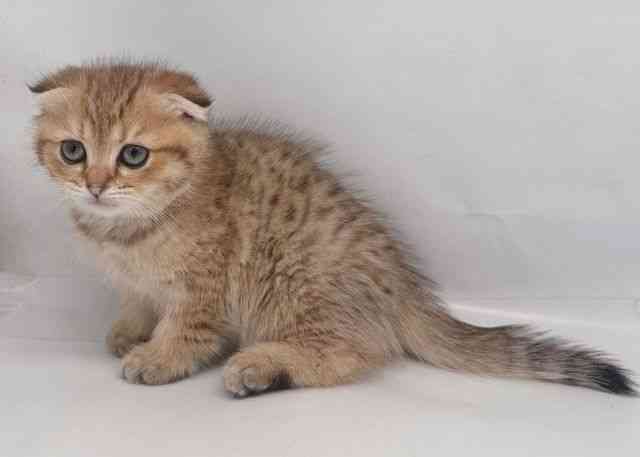 鳥取県のスコティッシュフォールド (ひごペットフレンドリーイオンモール鳥取北店/2026年1月24日生まれ/女の子/ブラウンタビー)の子猫の3枚目の画像