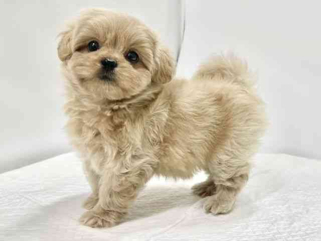 高知県のペキプー(ペキニーズ×プードル) (ひごペットフレンドリーイオンモール高知店/2026年1月23日生まれ/女の子/アプリコット)の子犬の3枚目の画像