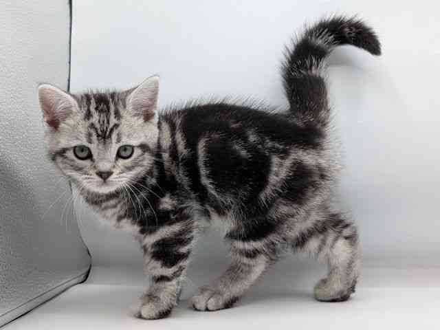 香川県のアメリカンショートヘアー (ひごペットフレンドリーゆめタウン高松店/2026年1月18日生まれ/男の子/シルバータビー)の子猫の3枚目の画像