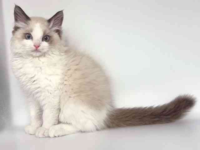 大阪府のラグドール (ひごペットフレンドリー岸和田店/2026年1月23日生まれ/男の子/シールポイントバイカラー)の子猫の3枚目の画像