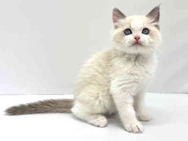 大阪府のラグドール (ひごペットフレンドリーイオンタウン茨木太田店/2026年1月23日生まれ/男の子/ブルーポイントバイカラー)の子猫の3枚目の画像