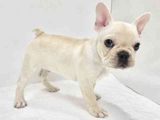 高知県のフレンチブルドッグ (ひごペットフレンドリーイオンモール高知店/2026年1月23日生まれ/男の子/クリーム)の子犬の3枚目の画像
