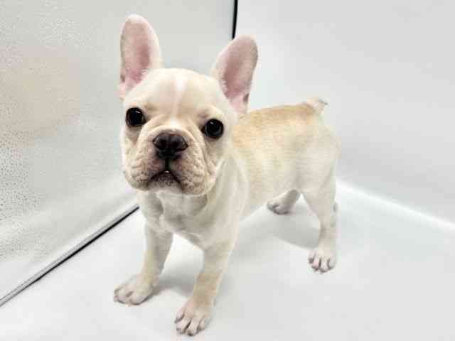 大阪府のフレンチブルドッグ (ひごペットフレンドリーイオンタウン豊中庄内店/2026年1月23日生まれ/女の子/クリーム)の子犬の3枚目の画像