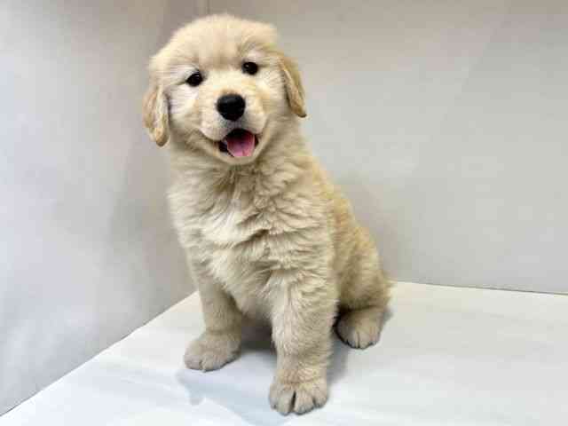 大阪府のゴールデンレトリバー (ひごペットフレンドリーセブンパーク天美店/2026年1月24日生まれ/女の子/ゴールデン)の子犬の3枚目の画像