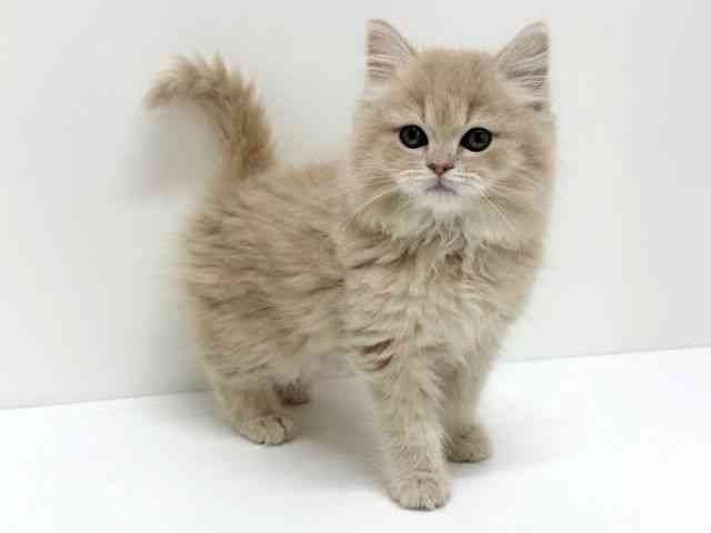 大阪府のマンチカン (ひごペットフレンドリーくずはモール店/2026年1月19日生まれ/男の子/クリームタビー)の子猫の3枚目の画像