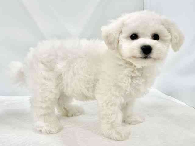 高知県のビションフリーゼ (ひごペットフレンドリーイオンモール高知店/2026年1月21日生まれ/男の子/ホワイト)の子犬の3枚目の画像