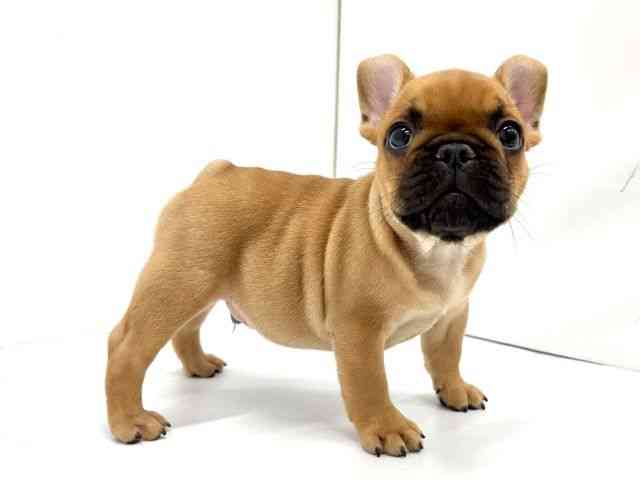 大阪府のフレンチブルドッグ (ひごペットフレンドリーイオンタウン茨木太田店/2026年1月24日生まれ/男の子/フォーン)の子犬の3枚目の画像