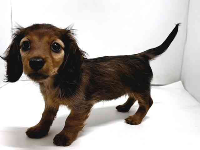 奈良県のカニンヘンダックスフンド(ロング) (ひごペットフレンドリー奈良パワーシティ店/2026年1月20日生まれ/女の子/レッド)の子犬の3枚目の画像