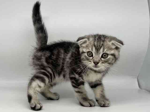 徳島県のスコティッシュフォールド (ひごペットフレンドリーゆめタウン徳島店/2026年1月24日生まれ/男の子/シルバータビー)の子猫の3枚目の画像