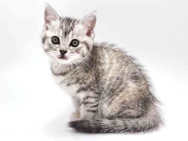 大阪府のスコティッシュフォールド (ひごペットフレンドリー泉ヶ丘店/2026年1月24日生まれ/女の子/シルバーパッチドタビー)の子猫の3枚目の画像