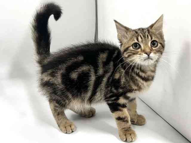 京都府のアメリカンショートヘアー (ひごペットフレンドリー京都店/2026年1月23日生まれ/男の子/ブラウンタビー)の子猫の3枚目の画像