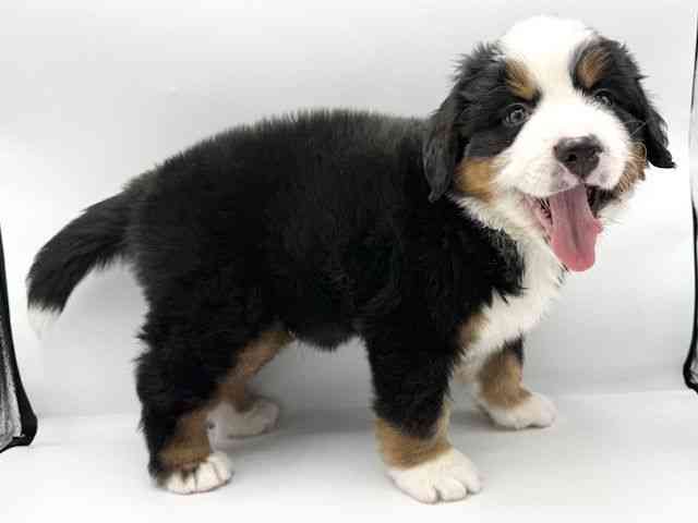 大阪府のバーニーズマウンテンドッグ (ひごペットフレンドリーららぽーとEXPOCITY店/2026年1月24日生まれ/男の子/ブラックラストホワイト)の子犬の3枚目の画像