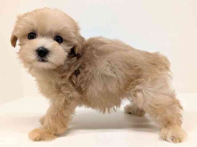 福岡県のマルプー(マルチーズ×プードル) (ひごペットフレンドリーリバーウォーク北九州店/2026年1月24日生まれ/女の子/アプリコットホワイト)の子犬の3枚目の画像