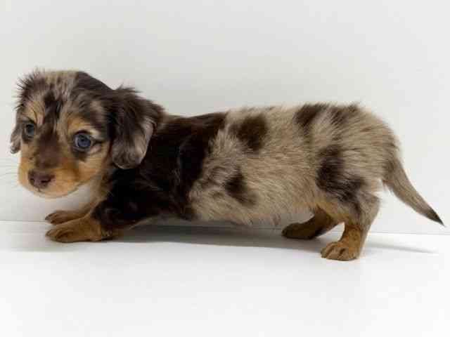 大阪府のミニチュアダックスフンド(ロング) (ひごペットフレンドリーくずはモール店/2026年1月24日生まれ/男の子/チョコレートダップル)の子犬の3枚目の画像