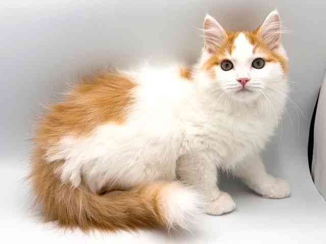 奈良県のサイベリアン (ひごペットフレンドリー田原本店/2026年1月2日生まれ/男の子/レッドホワイト)の子猫の3枚目の画像