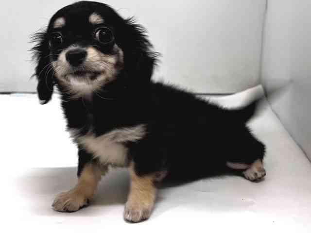 奈良県のチワックス(チワワ×ダックス) (ひごペットフレンドリー奈良パワーシティ店/2026年1月20日生まれ/女の子/ブラックイエロー)の子犬の3枚目の画像