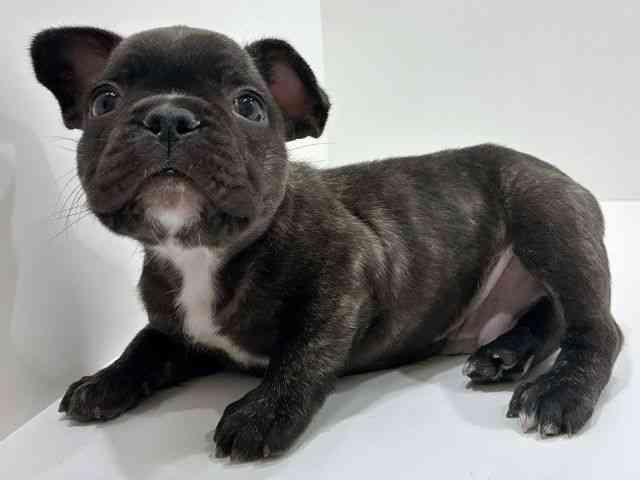 広島県のフレンチブルドッグ (ひごペットフレンドリーフジグラン神辺店/2026年1月24日生まれ/男の子/ブリンドル)の子犬の3枚目の画像