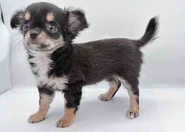 島根県のチワワ(ロング) (ひごペットフレンドリーイオン松江ショッピングセンター店/2026年1月16日生まれ/女の子/ブラックタンホワイト)の子犬の3枚目の画像