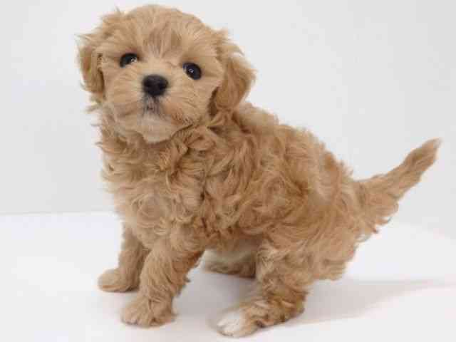 大阪府のマルプー(マルチーズ×プードル) (ひごペットフレンドリーいこらもーる泉佐野店/2026年1月24日生まれ/女の子/アプリコット)の子犬の3枚目の画像