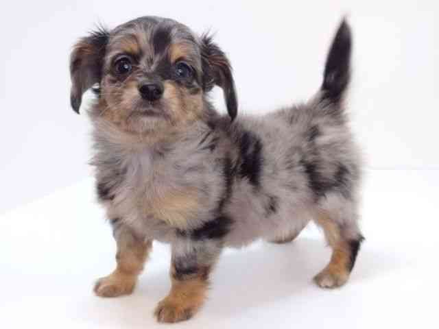 大阪府のチワックス(チワワ×ダックス) (ひごペットフレンドリーいこらもーる泉佐野店/2026年1月22日生まれ/男の子/シルバーダップル)の子犬の3枚目の画像