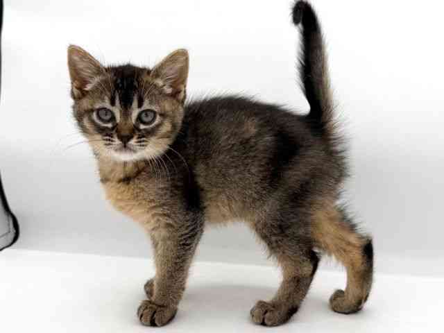 大阪府のハーフ犬・ミックス犬 (ひごペットフレンドリーイオンそよら海老江店/2026年1月23日生まれ/女の子/ルディ)の子猫の3枚目の画像