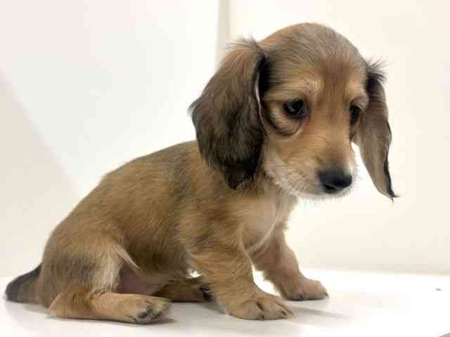 奈良県のミニチュアダックスフンド(ロング) (ひごペットフレンドリーイオンモール橿原ウエスト・ビレッジ店/2026年1月25日生まれ/女の子/レッド)の子犬の3枚目の画像