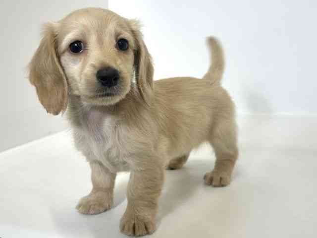 大阪府のミニチュアダックスフンド(ロング) (ひごペットフレンドリーアクロスプラザ住之江店/2026年1月25日生まれ/女の子/イエロー)の子犬の3枚目の画像