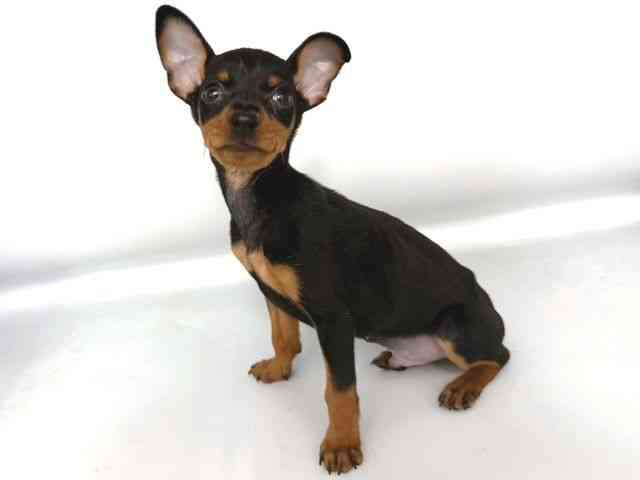 大阪府のミニチュアピンシャー (ひごペットフレンドリー岸和田店/2026年1月25日生まれ/男の子/ブラックタン)の子犬の3枚目の画像