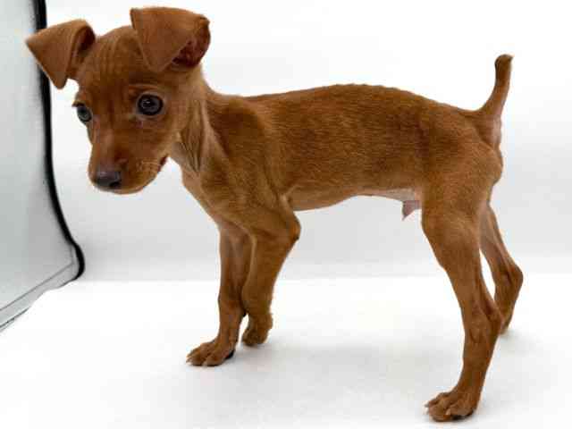 大阪府のミニチュアピンシャー (ひごペットフレンドリーイオンそよら海老江店/2026年1月25日生まれ/男の子/レッド)の子犬の3枚目の画像