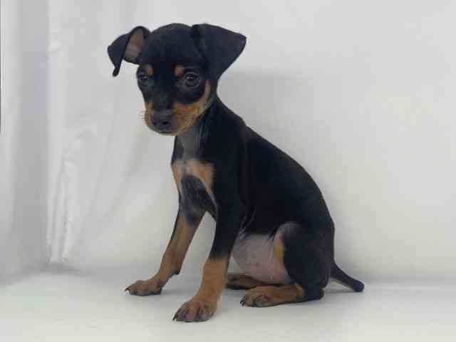 兵庫県のミニチュアピンシャー (ひごペットフレンドリーイオンタウン加古川店/2026年1月24日生まれ/女の子/ブラックタン)の子犬の3枚目の画像