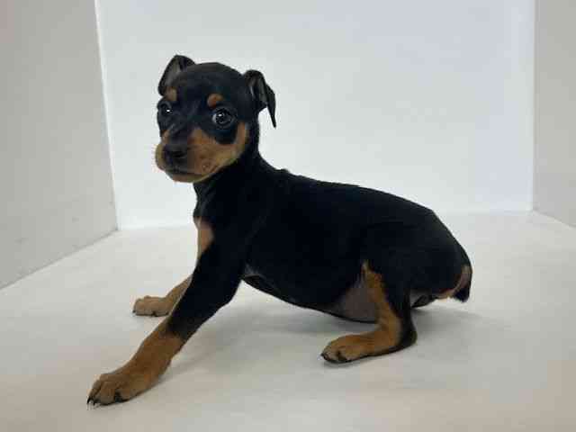 大阪府のミニチュアピンシャー (ひごペットフレンドリーアクロスプラザ住之江店/2026年1月24日生まれ/女の子/ブラックタン)の子犬の3枚目の画像