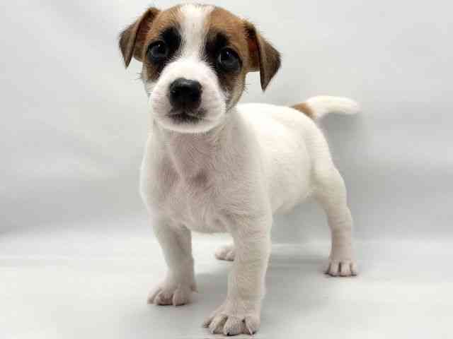 大阪府のジャックラッセルテリア (ひごペットフレンドリー東淀川店/2026年1月26日生まれ/男の子/ホワイトタン)の子犬の3枚目の画像