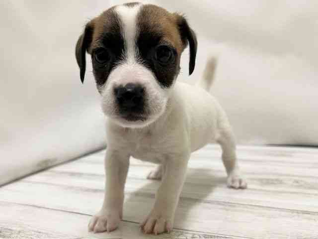 和歌山県のジャックラッセルテリア (ひごペットフレンドリーパームシティ和歌山店/2026年1月24日生まれ/女の子/ホワイトタン)の子犬の3枚目の画像