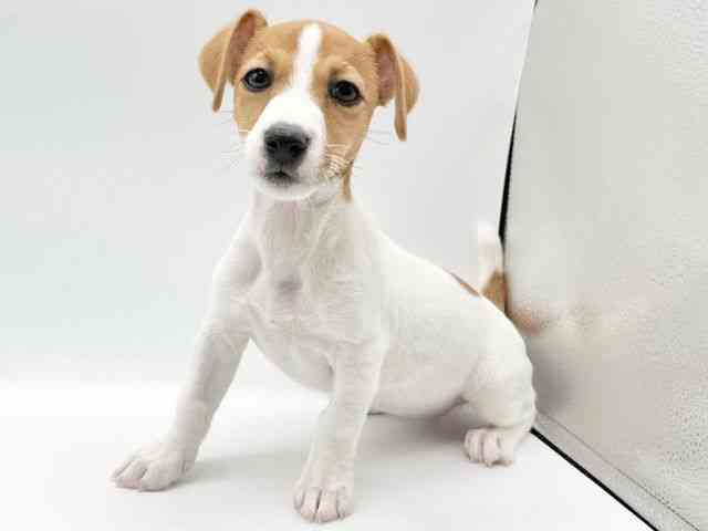 京都府のジャックラッセルテリア (ひごペットフレンドリーイオンモール高の原店/2026年1月24日生まれ/女の子/ホワイトタン)の子犬の3枚目の画像