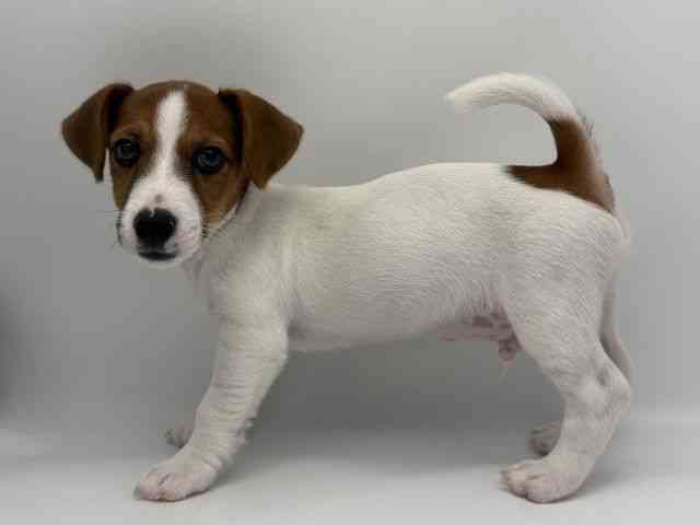 島根県のジャックラッセルテリア (ひごペットフレンドリーイオンモール出雲店/2026年1月24日生まれ/男の子/ホワイトタン)の子犬の3枚目の画像