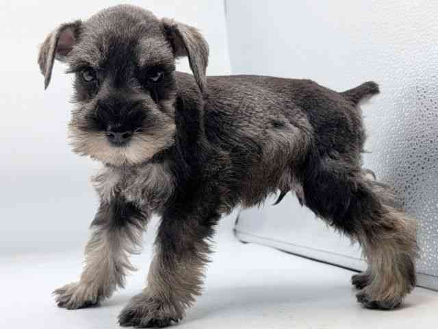 香川県のミニチュアシュナウザー (ひごペットフレンドリーゆめタウン高松店/2026年1月24日生まれ/男の子/ソルトペッパー)の子犬の3枚目の画像