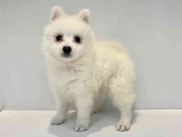 大阪府の日本スピッツ (ひごペットフレンドリーセブンパーク天美店/2026年1月25日生まれ/男の子/ホワイト)の子犬の3枚目の画像